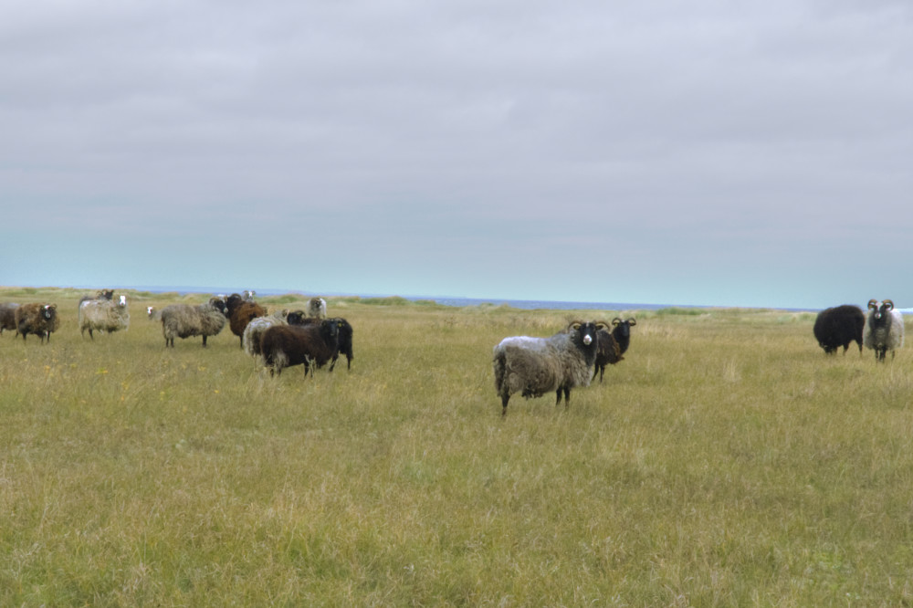 Residency Samso Fieldrecording copyright Pai Litzenberger