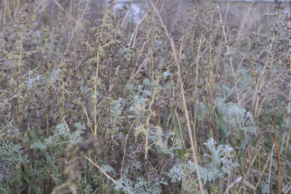 Residency Samso Fieldrecording copyright Pai Litzenberger